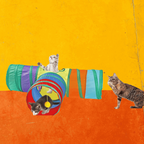 Super Túnel do Gato Dobrável - Diversão Interativa Para Seu Gato - Nossa Casa Completa