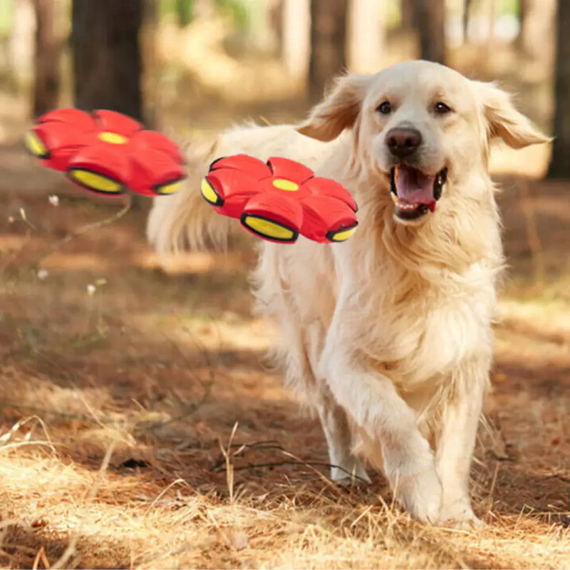 PetBall™  - Diversão Garantida Para o Seu Pet