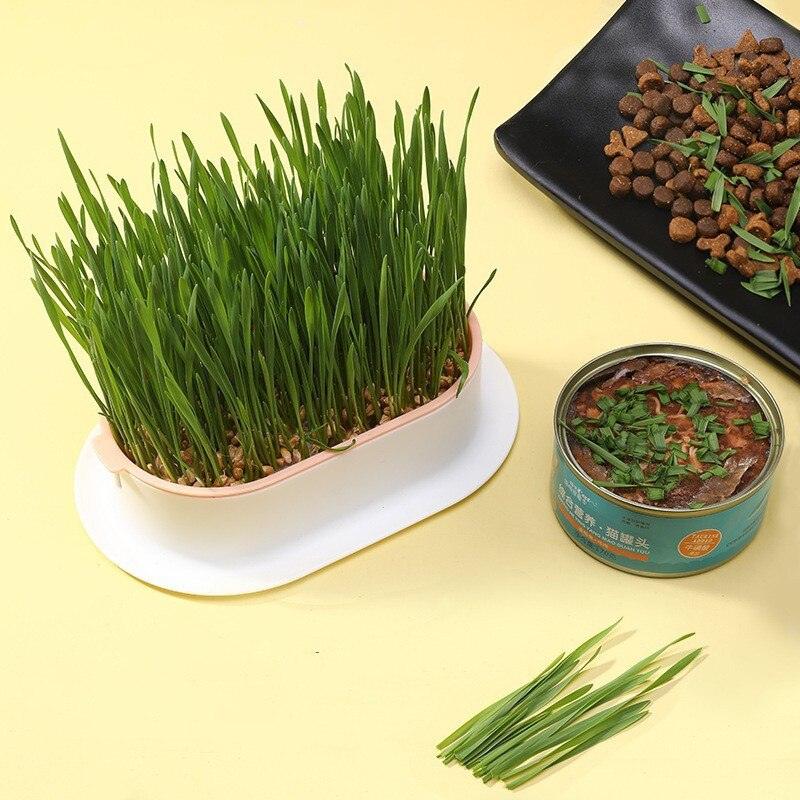 Bandeja de Germinação e Cultivo de Brotos Para Gatos - Nossa Casa Completa