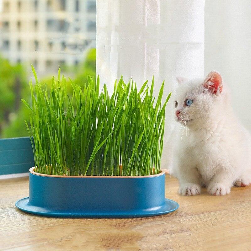 Bandeja de Germinação e Cultivo de Brotos Para Gatos - Nossa Casa Completa