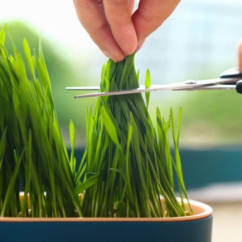 Bandeja de Germinação e Cultivo de Brotos Para Gatos - Nossa Casa Completa