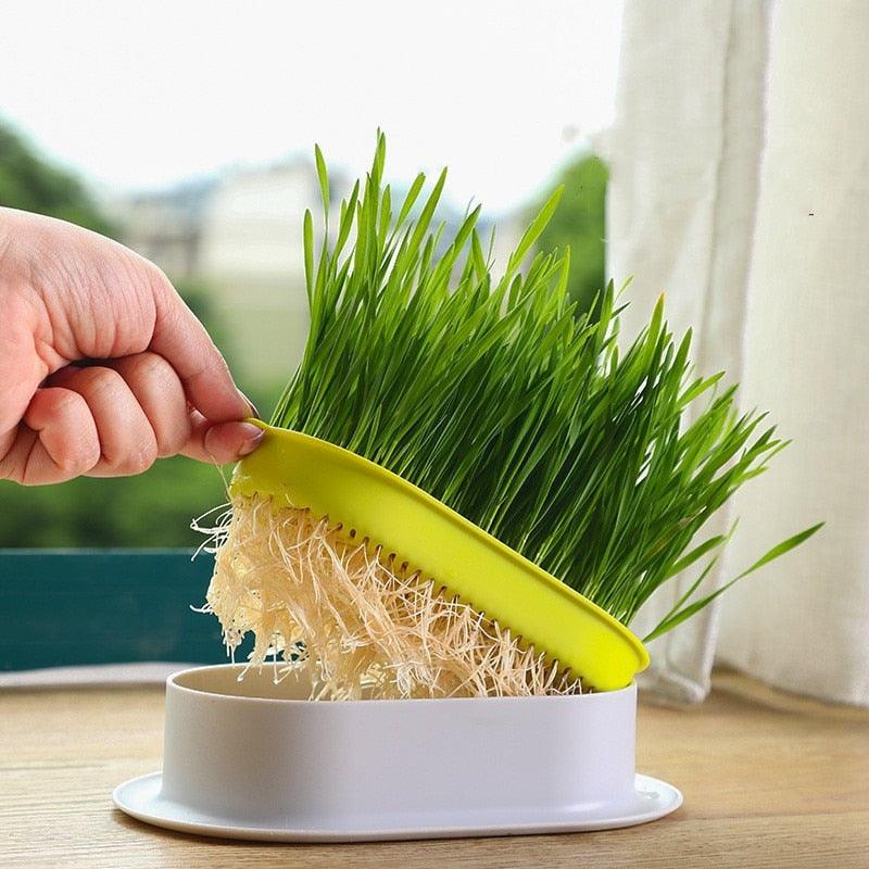 Bandeja de Germinação e Cultivo de Brotos Para Gatos - Nossa Casa Completa